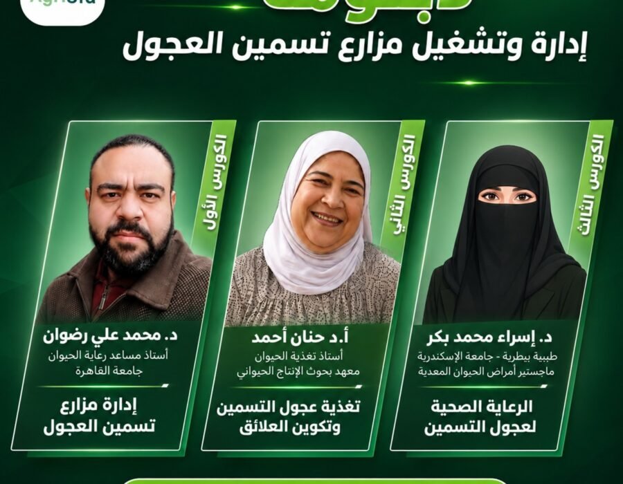 دبلومة إدارة وتشغيل مزارع تسمين العجول